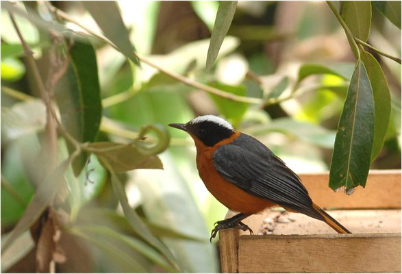 WEISSSCHEITELRÖTEL, WHITE-CROWNED ROBIN-CHAT, COSSYPHA ALBICAPILLA