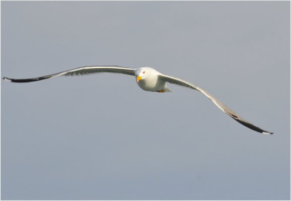 MITTELMEERMÖWE, YELLOW-LEGGED GULL, LARUS MICHAHELLIS