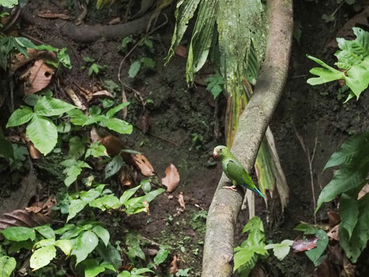 Kobaltflügelsittich, Cobalt-winged Parakeet - Brotogeris cyanoptera