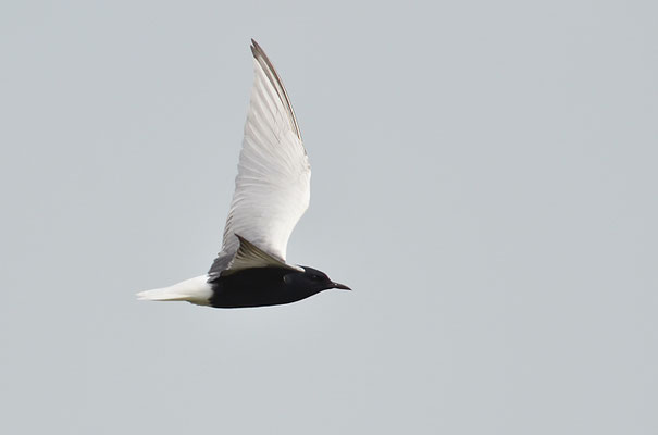 WEISSFLÜGELSEESCHWALBE, WHITE-WINGED TERN, CHLIDONIAS LEUCOPTERUS