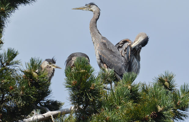 KANADAREIHER, GREAT BLUE HERON, ARDEA HERODIAS