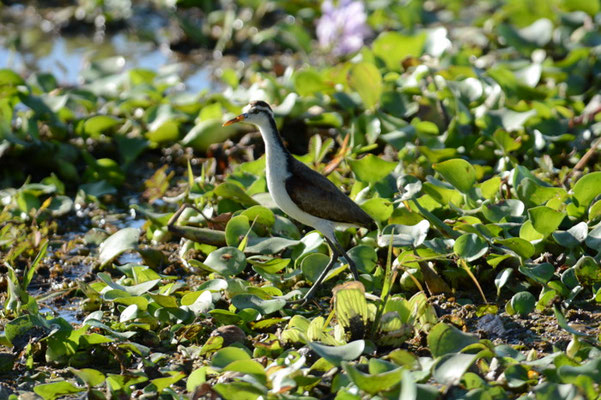 GELBSTIRNBLATTHUHN , NORTHERN JACANA, JACANA SPINOSA