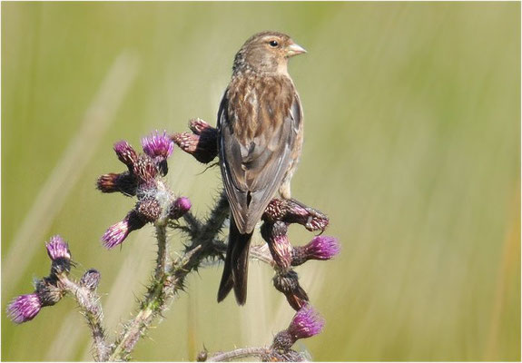 BERGHÄNFLING, TWITE, CARDUELIS FLAVIROSTRI