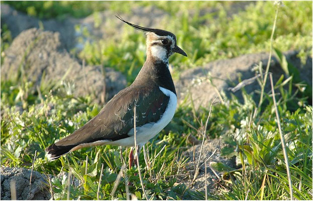 KIEBITZ, NORTHERN LAPWING, VANELLUS VANELLUS