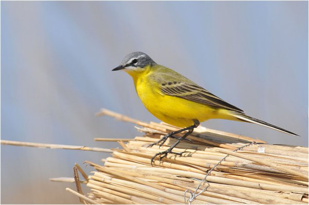 WIESENSCHAFSTELZE, YELLOW WAGTAIL, MOTACILLA FLAVA