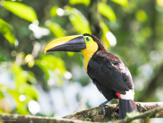 Küstentukan, Choco Toucan - Ramphastos brevis