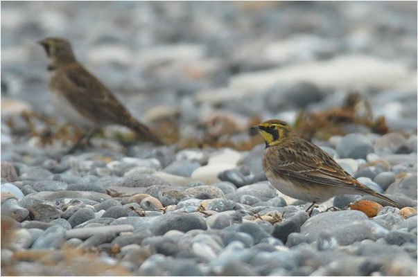 OHRENLERCHE, SHORE LARK (HORNED LARK), EREMOPHILA ALPESTRIS