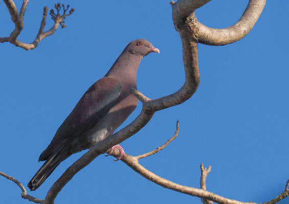 ROTSCHNABELTAUBE, RED-BILLED PIGEON, PATAGIOENAS FLAVIROSTRIS