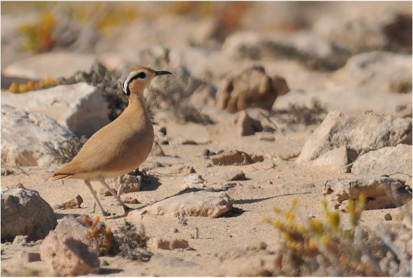 RENNVOGEL, CREAM-COLOURED COURSER, CURSORIUS CURSOR