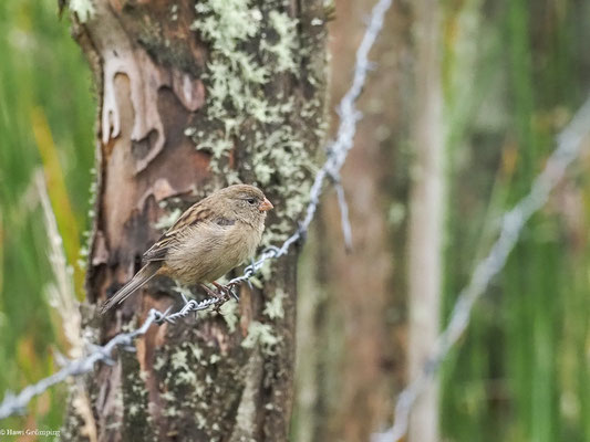 SCHLICHTSAMENFRESSER, PLAIN-COLORED SEEDEATER - CATAMENIA INORNATA