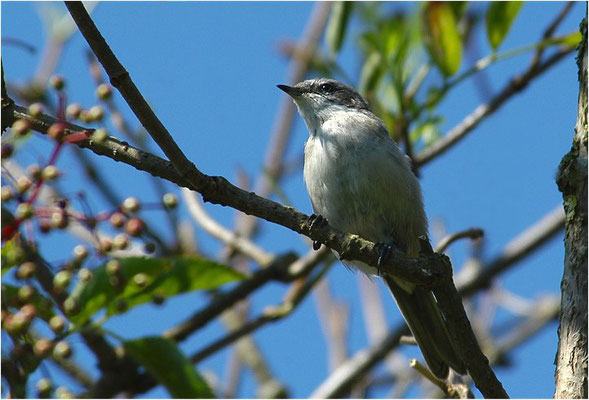 KLAPPERGRASMÜCKE, LESSER WHITETHROAT, SYLVIA CURRUCA