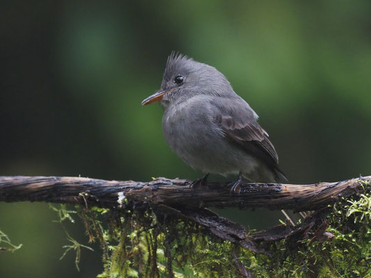 SCHIEFERTYRANN, SMOKE-COLORED PEWEE - CONTOPUS FUMIGATUS