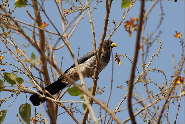 LÄRMVOGEL, WESTERN GREY PLANTAIN-EATER, CRINIFER PISCATOR