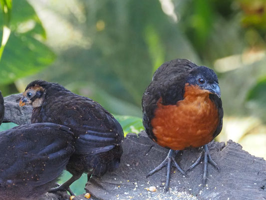 Schwarzrückenwachtel (Schwarzrücken-Waldwachtel), Dark-backed Wood-Quail - Odontophorus melanonotus