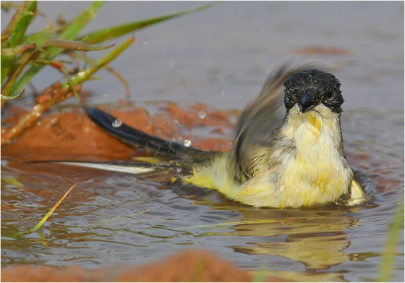 MASKENSTELZE, YELLOW WAGTAIL FELDEGG, MOTACILLA FLAVA FELDEGG