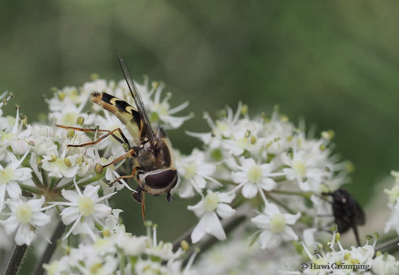 FRÜHE GROSSSTIRNSCHWEBFLIEGE, SCAEVA SELENITICA