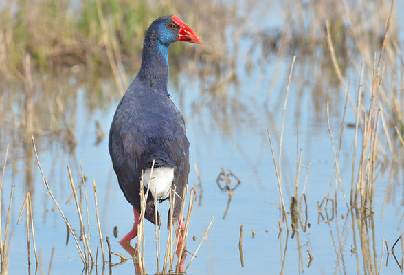 PURPURHUHN, PURPLE SWAMPHEN, PORPHYRIO PORPHYRIO