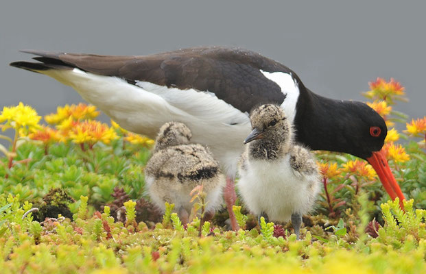 AUSTERNFISCHER, OYSTERCATCHER, HAEMATOPUS OSTRALEGUS