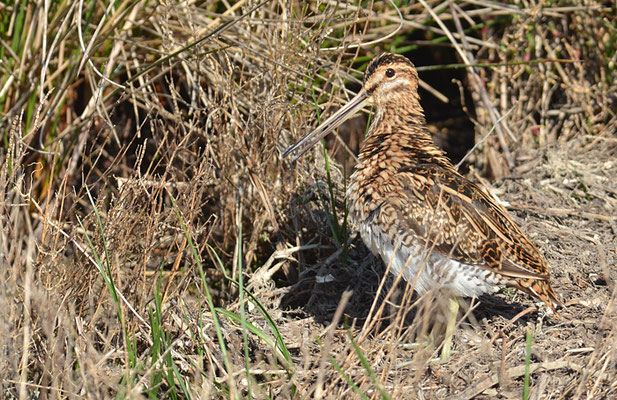 BEKASSINE, COMMON SNIPE, GALLINAGO GALLINAGO