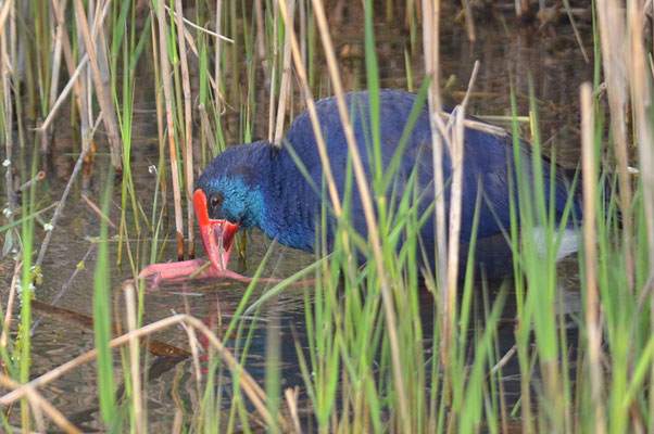 PURPURHUHN, PURPLE SWAMPHEN, PORPHYRIO PORPHYRIO