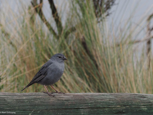 BLEIAMMER-TANGARE, PLUMBEOUS SIERRA-FINCH - PHRYGILUS UNICOLOR