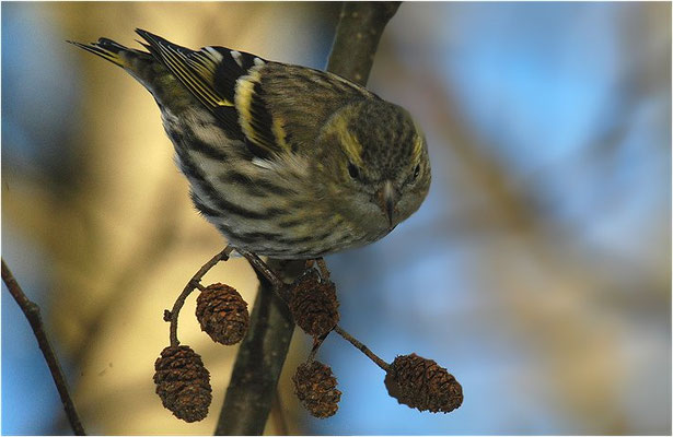 ERLENZEISIG, SISKIN, CARDUELIS SPINUS