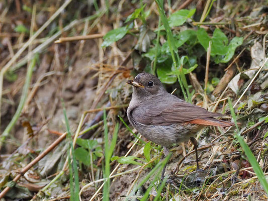 Hausrotschwanz, black redstart, phoenicurus ochruros