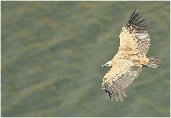 GÄNSEGEIER, GRIFFON VULTURE, GYPS FULVUS