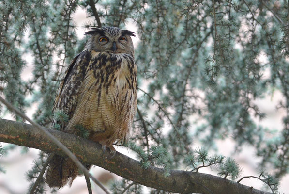 UHU, EAGLE OWL, BUBO BUBO