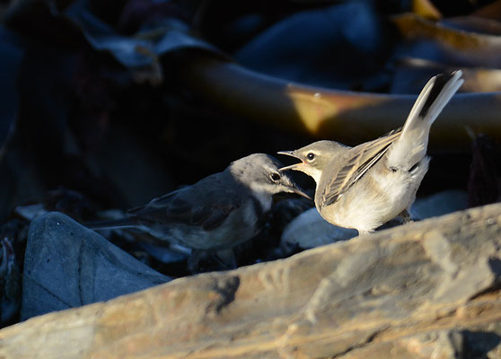 KAPSTELZE, CAPE WAGTAIL, MOTACILLA CAPENSIS