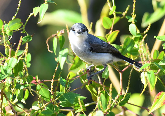 Amazonasmückenfänger, Tropical gnatcatcher, Polioptila plumbea