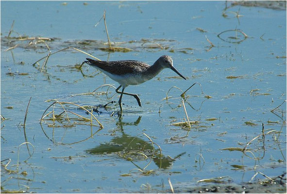 GRÜNSCHENKEL, GREENSHANK, TRINGA NEBULARIA