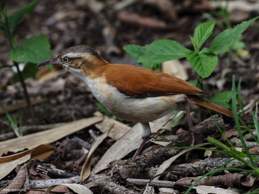 WEISSBAUCHTÖPFER, PACIFIC HORNERO - FURNARIUS CINNAMOMEUS