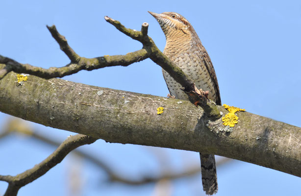 WENDEHALS, WRYNECK, JYNX TORQUILLA