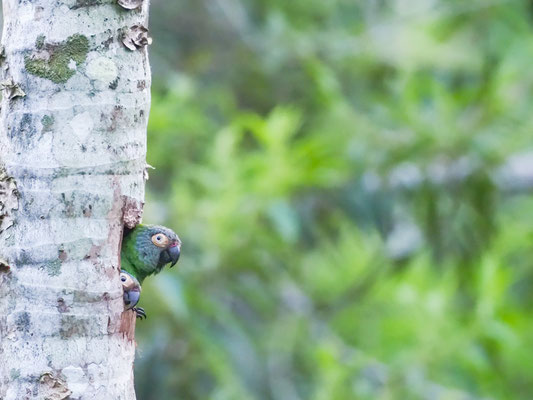 Braunkopfsittich, Dusky-headed Parakeet - Aratinga weddellii