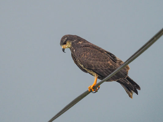 SCHNECKENWEIH, SNAIL KITE - ROSTRHAMUS SOCIABILIS