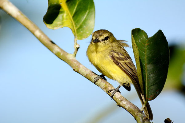BLAUFLÜGELWALDSÄNGER, BLUE-WINGED WARBLER, VERMIVORA PINUS