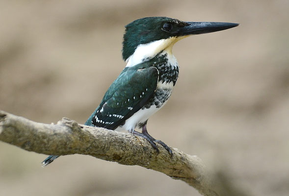 GRÜNFISCHER, GREEN KINGFISHER, CHLOROCERYLE AMERICANA
