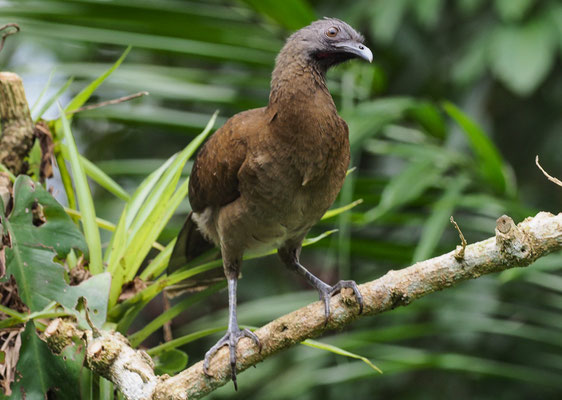 GRAUKOPFCHACHALACA, GRAY-HEADED CHACHALACA, ORTALIS CINEREICEPS