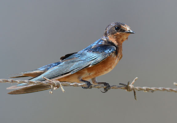 Amerikanische Rauchschwalbe, Barn swallow, Hirundo rustica