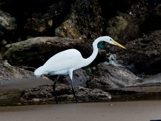 SILBERREIHER, GREAT EGRET - ARDEA ALBA