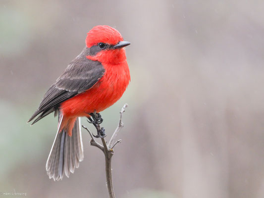 RUBINTYRANN, VERMILION FLYCATCHER - PYROCEPHALUS RUBINUS
