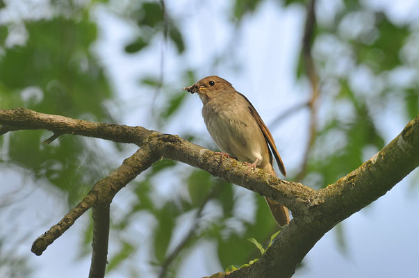SPROSSER, TRUSH NIGHTINGALE,  LUSCINIA LUSCINIA