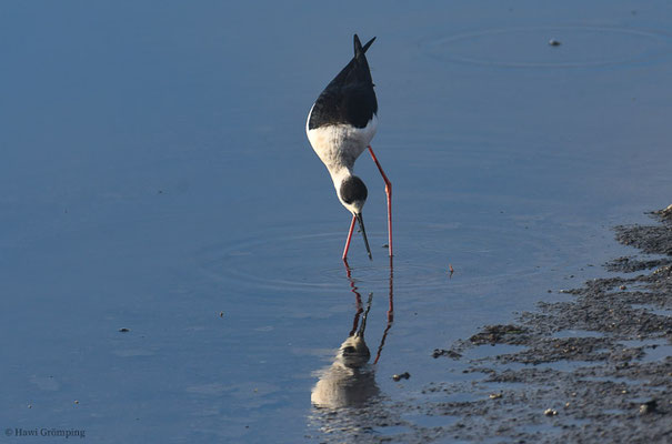 STELZENLÄUFER, BLACK-WINGED STILT, HIMANTOPUS HIMANTOPUS