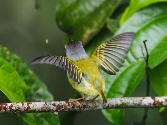 SCHWARZKAPPEN-ZWERGTYRANN, BLACK-CAPPED PYGMY-TYRANT - MYIORNIS ATRICAPILLUS