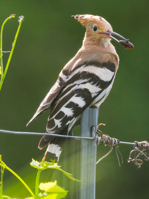 Wiedehopf, hoopoe, upupa epops - D, f, e, zypern