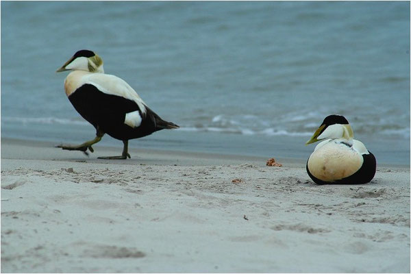 EIDERENTE, EIDER, SOMATERI MOLLISSIMA