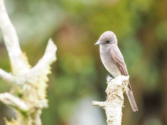 Östlicher Waldtyrann, Eastern Wood-Pewee - Contopus virens