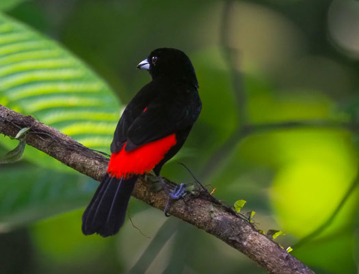 FEUERRÜCKENTANGARE, PASSERINI´S TANAGER, RAMPHOCELUS PASSERINII