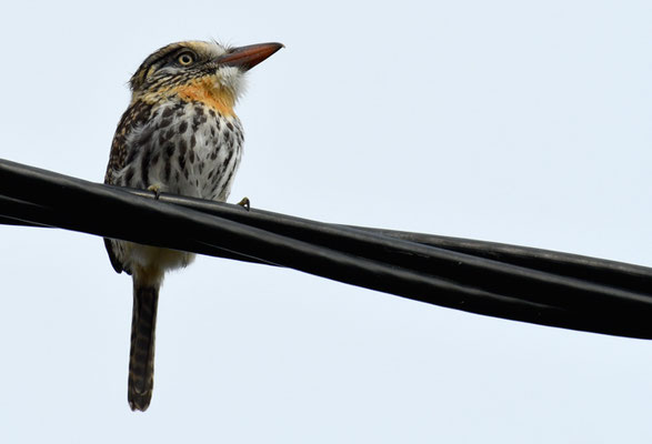 FLECKENFAULVOGEL, SPOT-BACKED PUFFBIRD, NYSTALUS MACULATUS